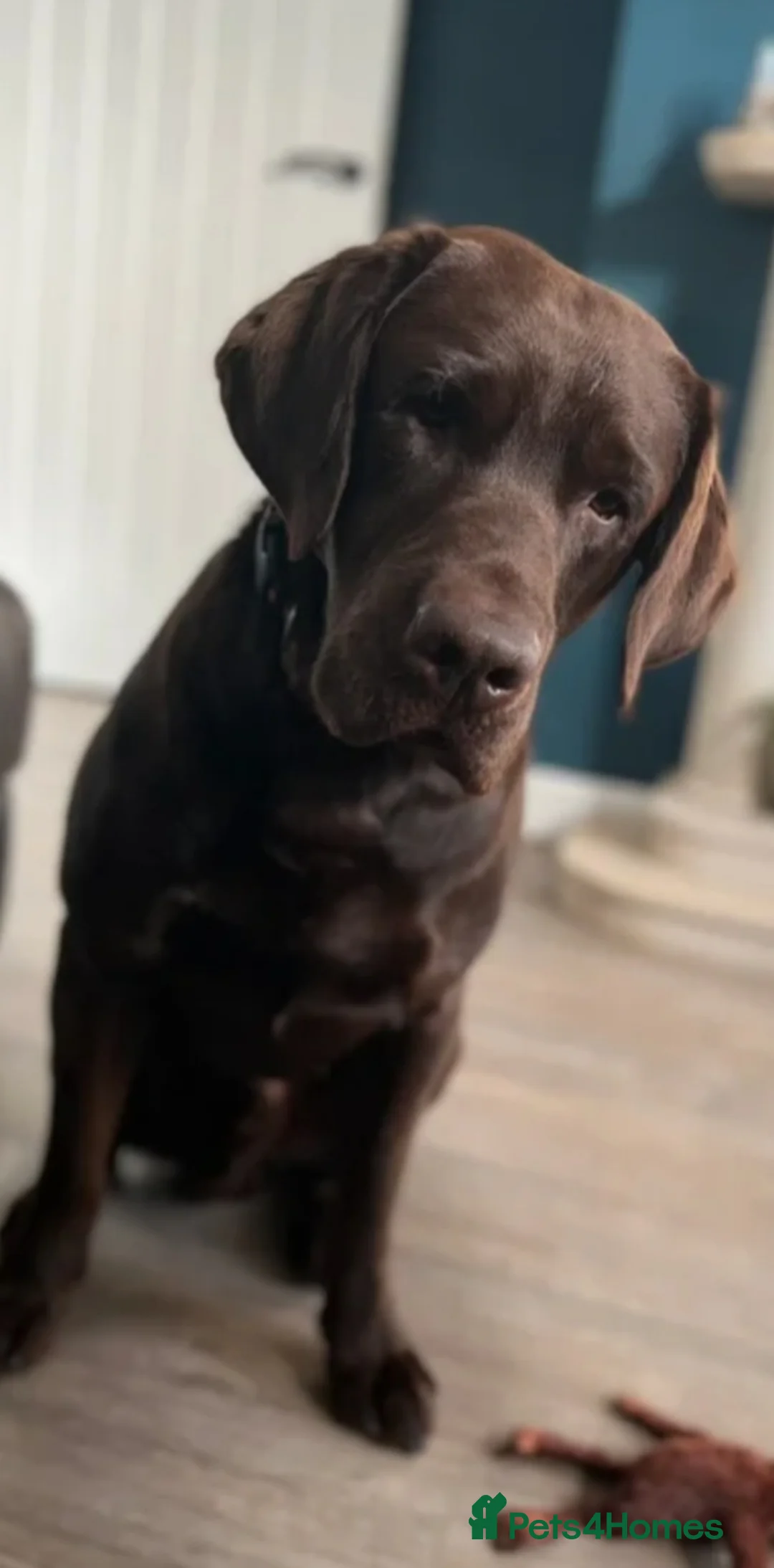 Labrador Retriever dogs for sale: Kc Registered quality labrador puppies - Advert 7