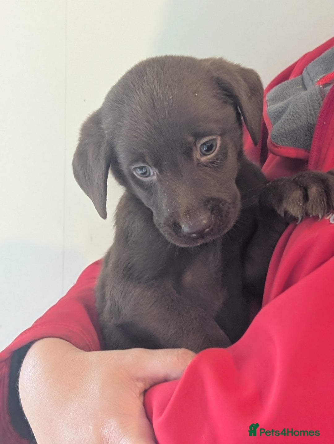 Labrador Retriever dogs for sale: Working Line Chocolate Labrador puppies  - Image 8