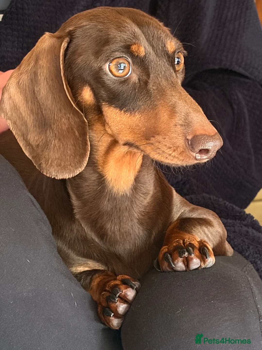 Miniature Dachshund dogs for sale: Miniature daschund puppies for sale in Egham - Advert 1