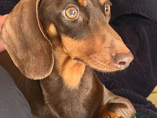 Miniature Dachshund dogs Miniature daschund puppies for sale - Advert 4