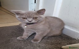 British Shorthair cats for sale: British short-hair kittens  - Image 8