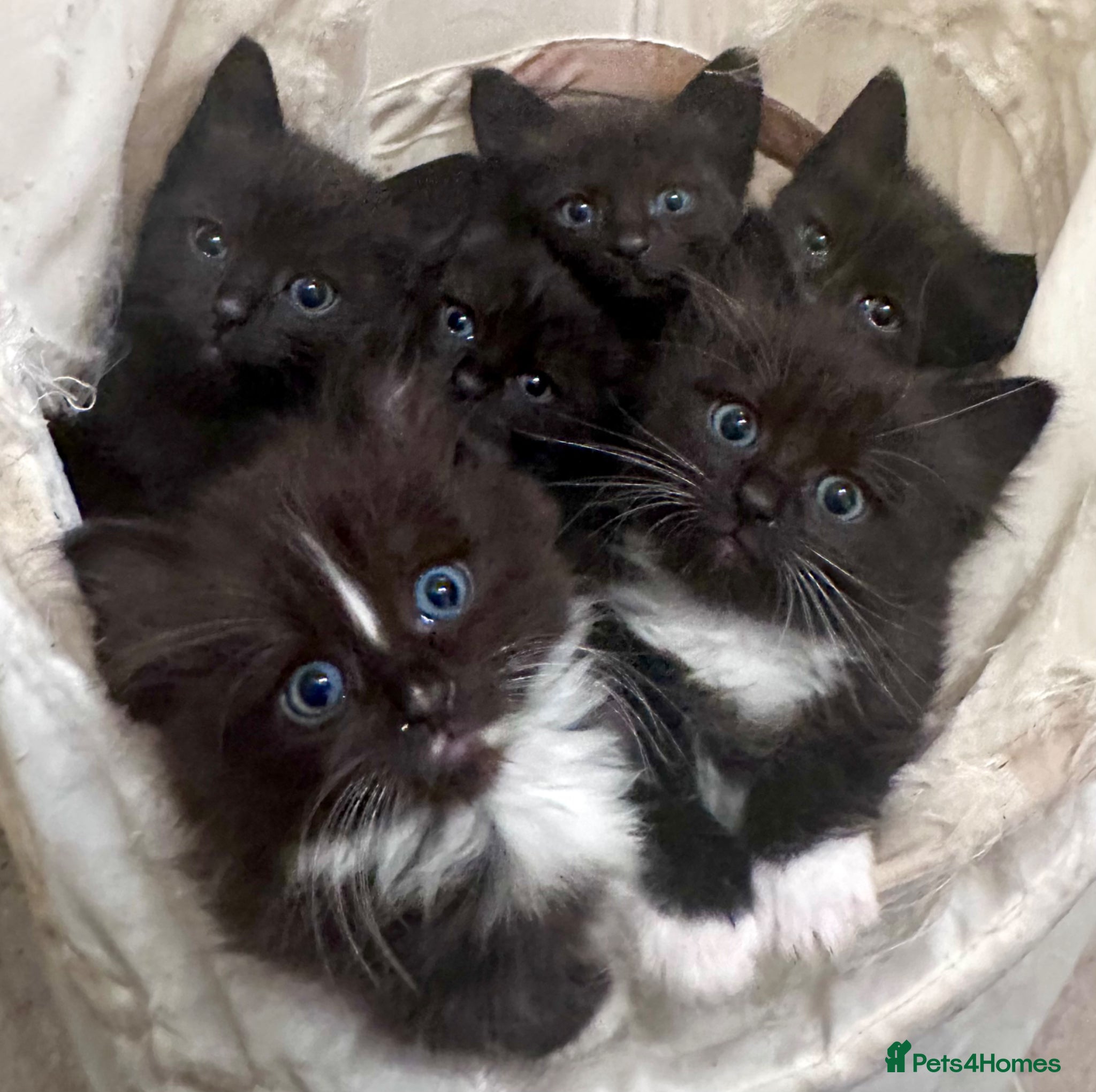 Ragdoll cats (3 available) 6 brown/black Ragdoll kittens X - Advert 2