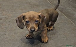 Miniature Dachshund dogs for sale: Beautiful Mini Dachshunds looking for their homes! - Image 17