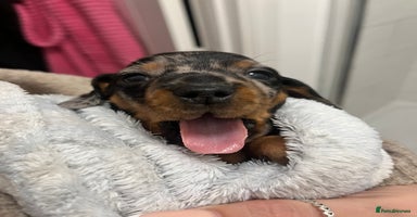 Miniature Dachshund dogs Miniature Daschund Puppies 1xFemale left 🩷 - Advert 11