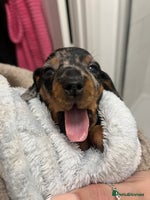 Miniature Dachshund dogs Miniature Daschund Puppies 1xFemale left 🩷 - Advert 6