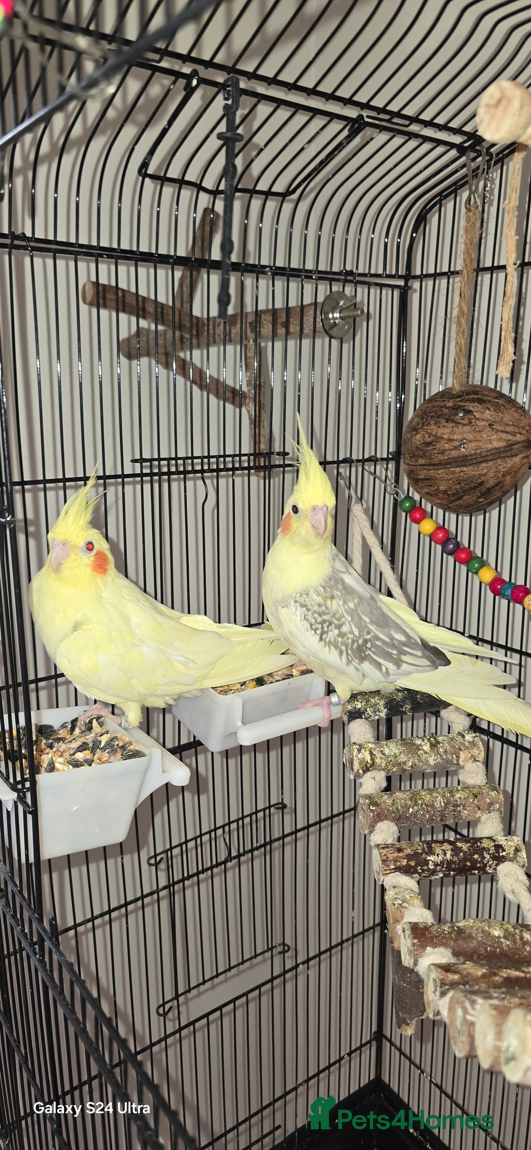 Cockatiels birds 2 Female cockatiels with cage  - Advert 10