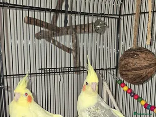 Cockatiels birds 2 Female cockatiels with cage - Advert 10