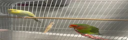 Lovebirds birds for sale: Lovebird and budgie for sale  in Enfield - Advert 2