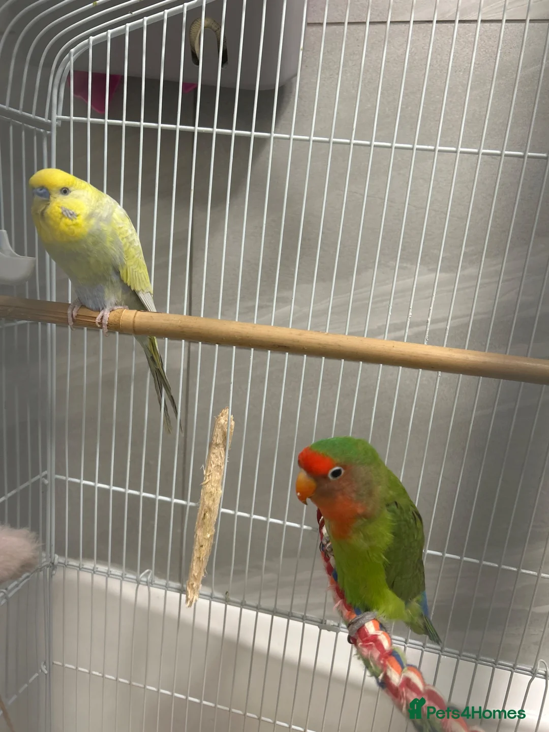 Lovebirds birds for sale: Lovebird and budgie for sale  in Enfield - Advert 2