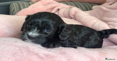 Cavapoo dogs - Advert 4
