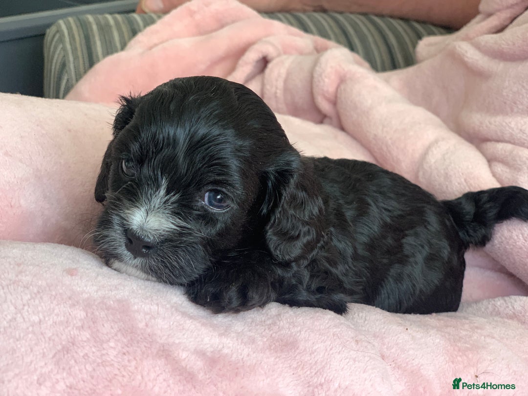 Cavapoo dogs for sale: Our last beautiful F1 Cavapoo is available! - Image 1