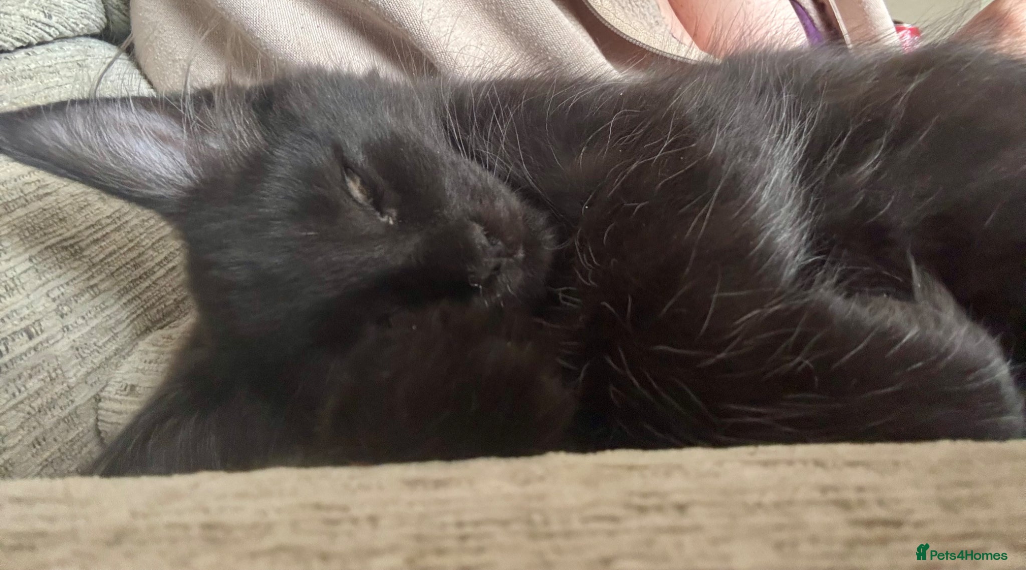 Maine Coon cats PEDIGREE MAINE COON KITTENS 3 boys/3girls - Advert 2