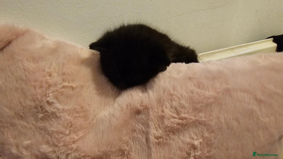 Bombay cats for sale: Selling 3 friendly kitten 😸 ♥️  - Advert 2