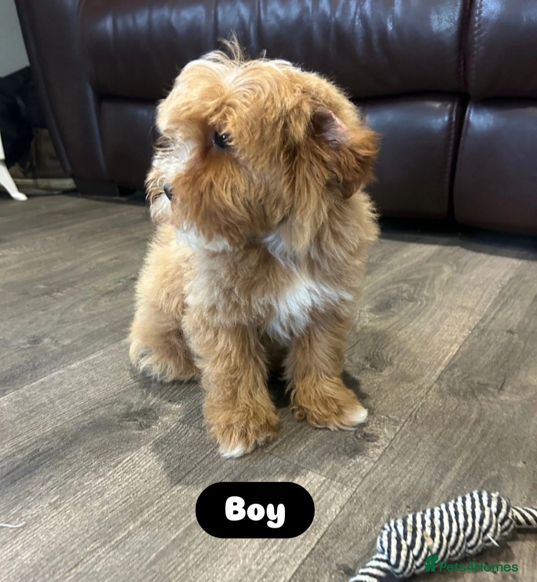 Cavapoo dogs for sale: Adorable Cavapoos ready for their new families 🐾 - Image 18