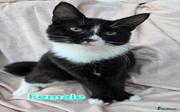 Mixed Breed cats for sale: Mixed Maine Coons Fit Sale - Image 4