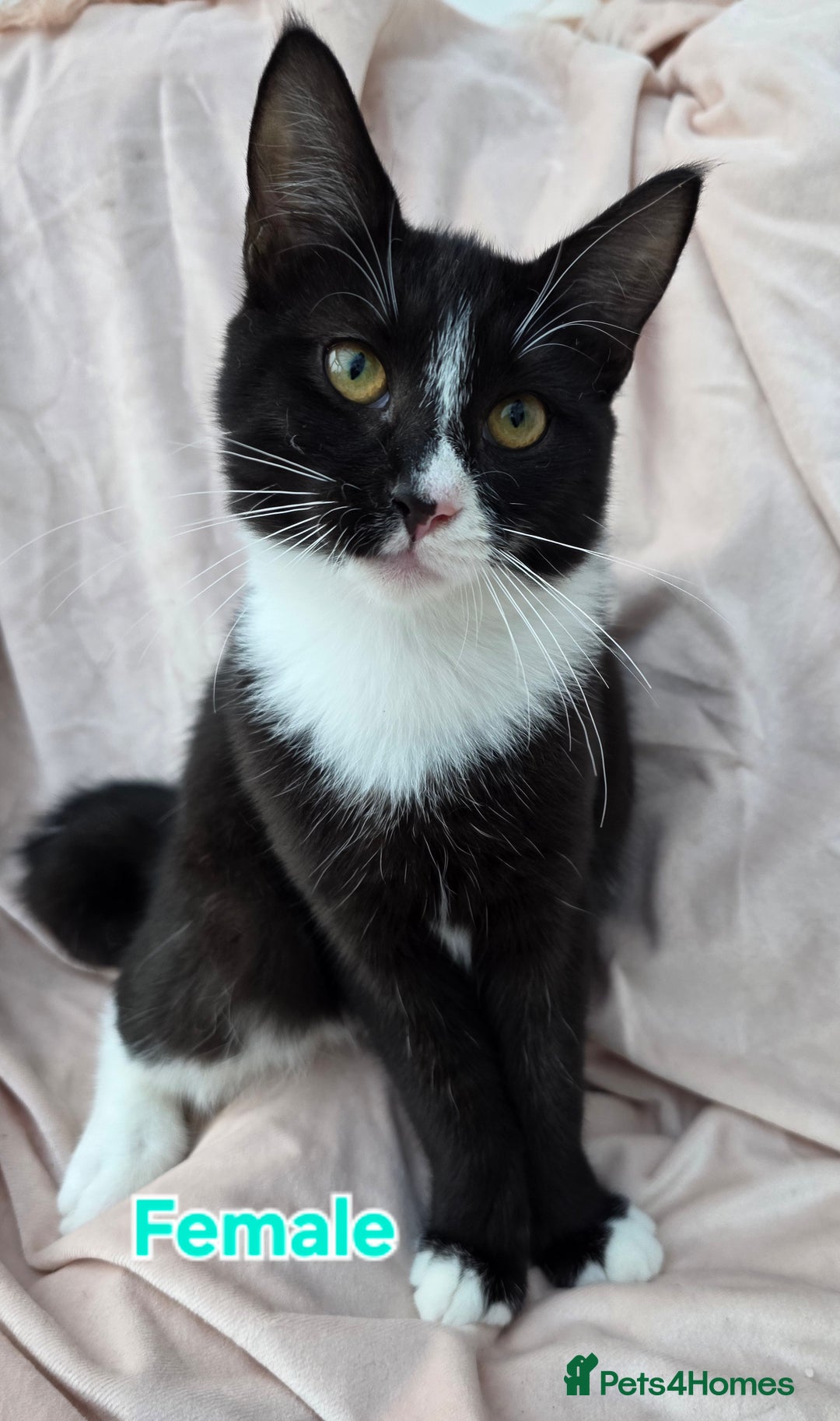 Mixed Breed cats for sale: Mixed Maine Coons Fit Sale - Image 4
