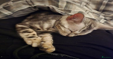 Bengal cats - Advert 5