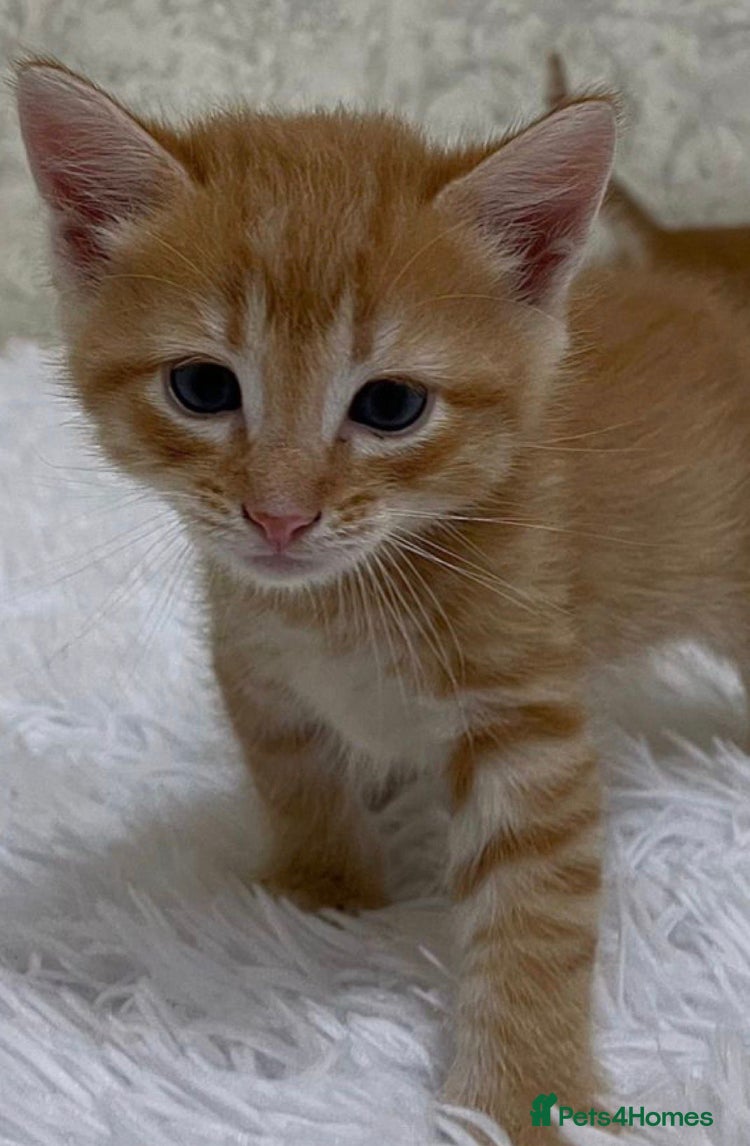 Mixed Breed cats Ginger kitten (read advert) - Advert 4