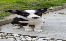 Mixed Breed dogs for sale: Smooth collie puppy - Image 4
