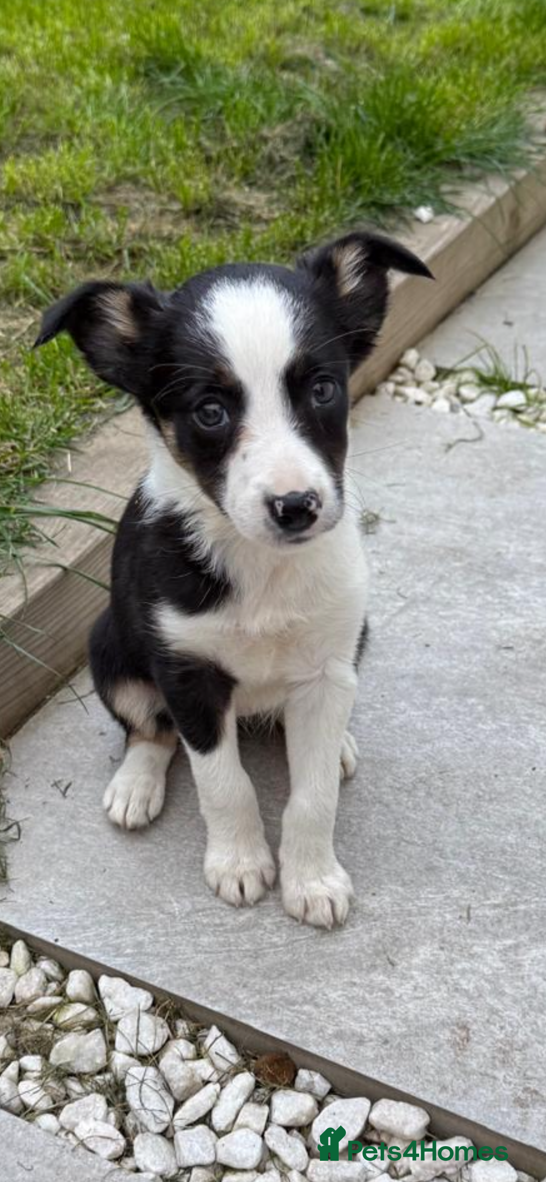 Mixed Breed dogs for sale: Smooth collie puppy - Image 4