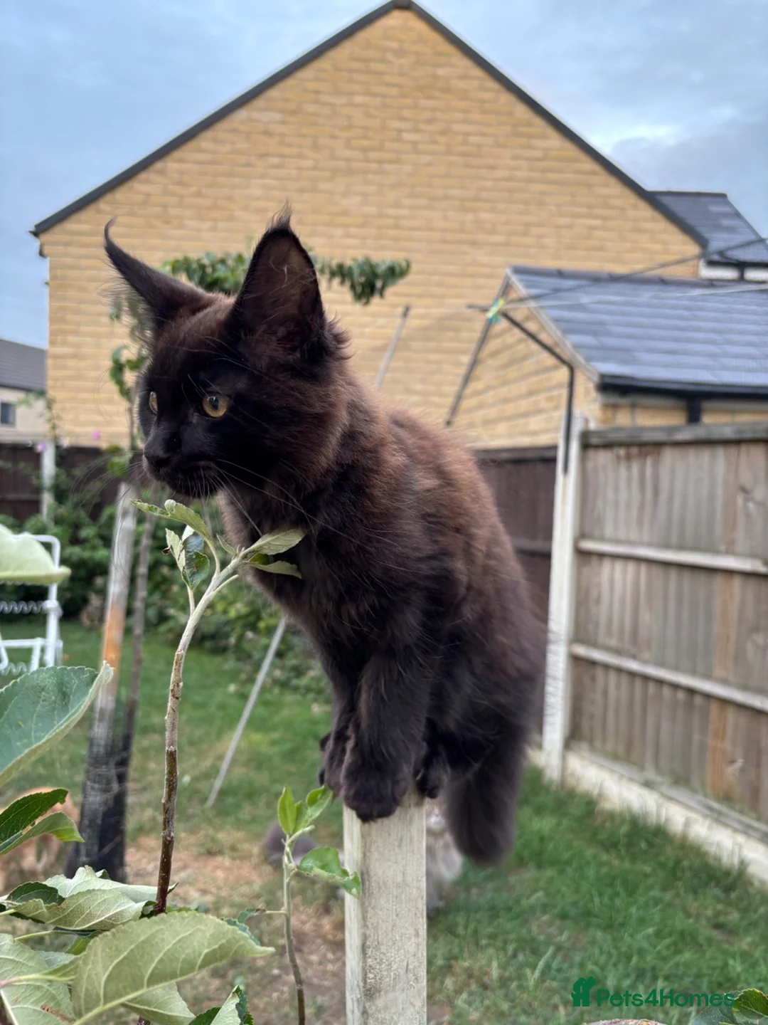 Maine Coon cats for sale: 2 girls remaining, stunning colours - Advert 2
