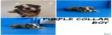 Purple collar boy pup 5 