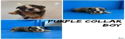 English Bulldog dogs for sale: English Bulldog Puppies  - Advert 10