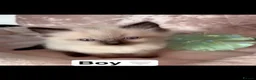 Ragdoll cats for sale: 🎀Super fluffy Ragdoll babies🎀 - Advert 6