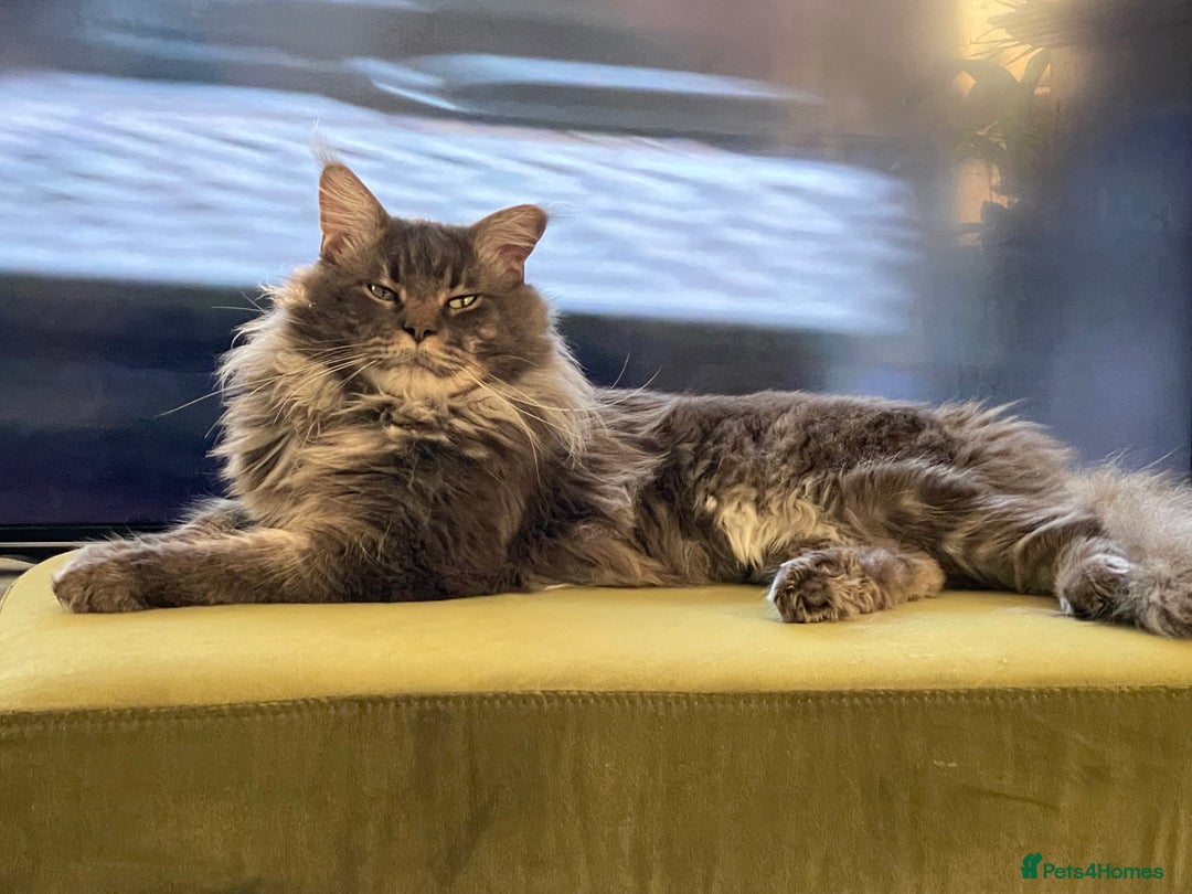 Maine Coon cats for sale: Purebred Maine Coon Kittens for Sale Ready in July in Stalybridge - Image 37