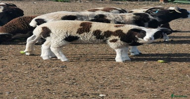 Sheep livestock - Advert 1