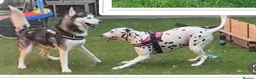 Dalmatian dogs for sale: Female dalmatian - Advert 7