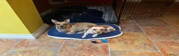 Jack Chi dogs for sale: Bobbie for sale  in Swanley - Advert 8