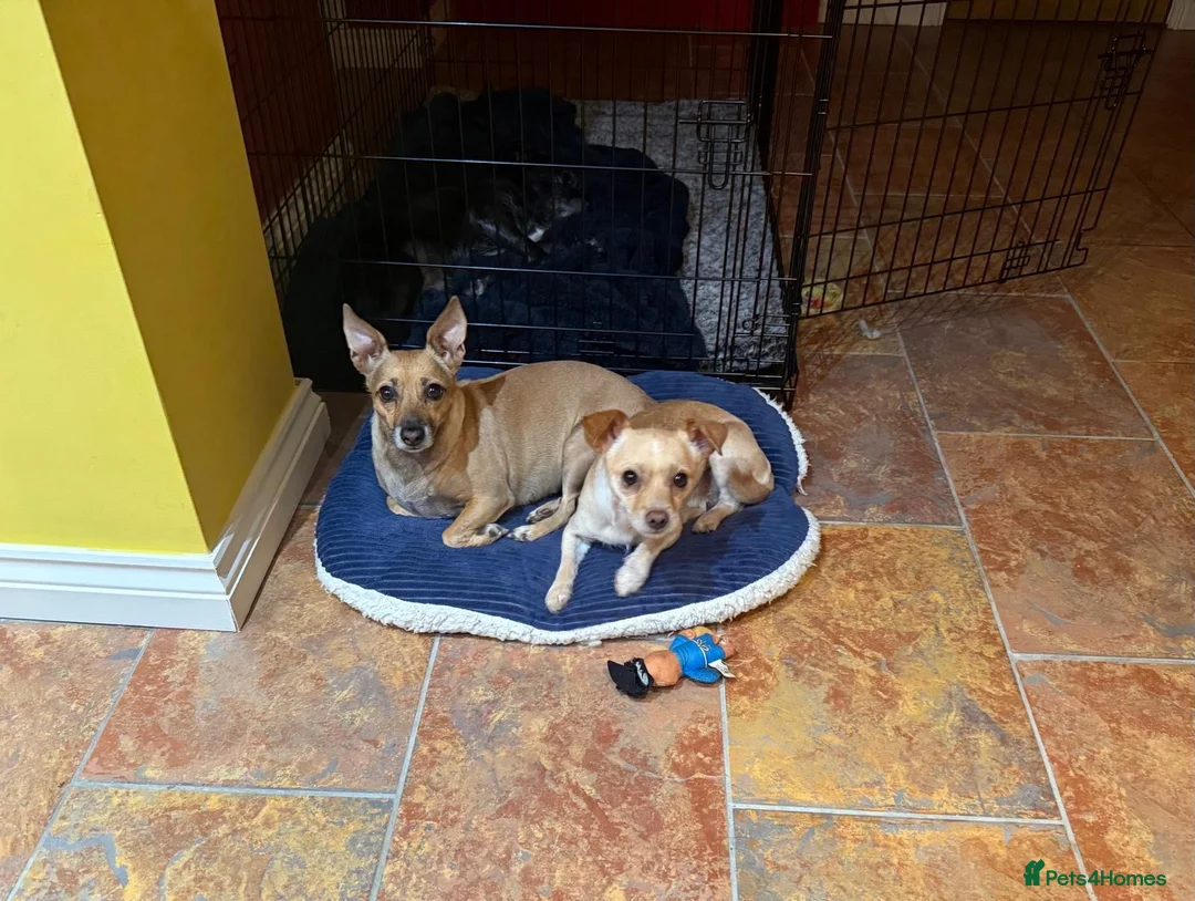 Jack Chi dogs for sale: Bobbie for sale  in Swanley - Advert 8
