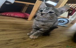 Bengal cats for sale: adorable bengal/tort kitties for sale - Image 13
