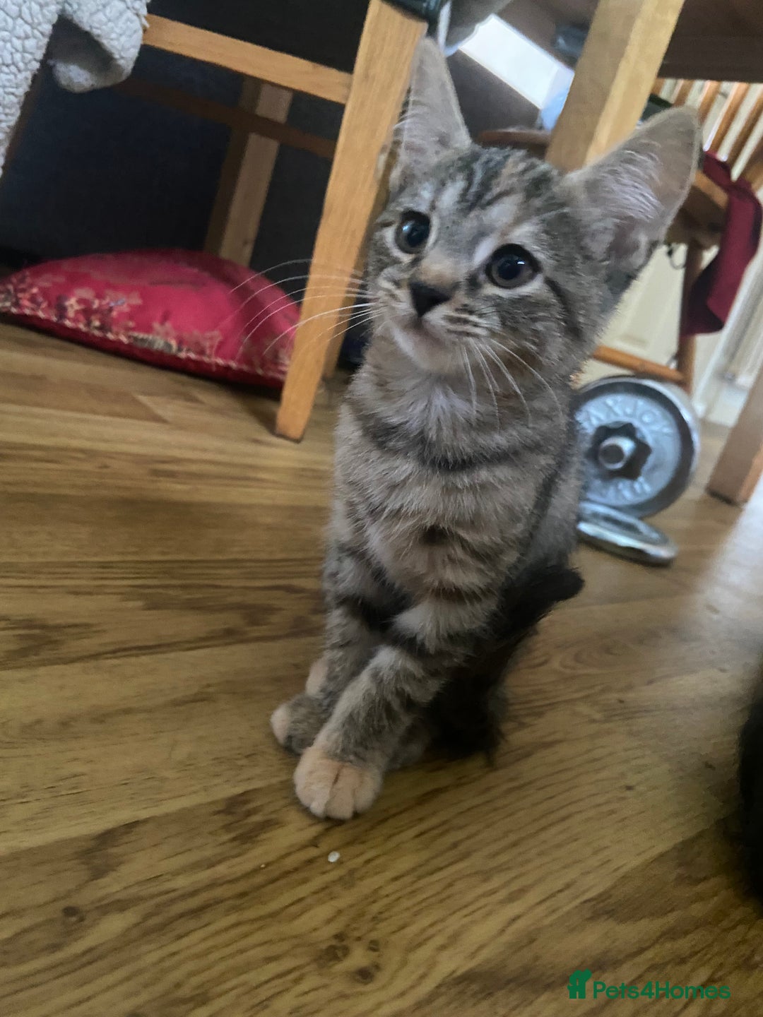 Bengal cats for sale: adorable bengal/tort kitties for sale - Image 13