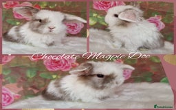 Mini Lop rabbits for sale: Pure Mini lops ready now - Image 4