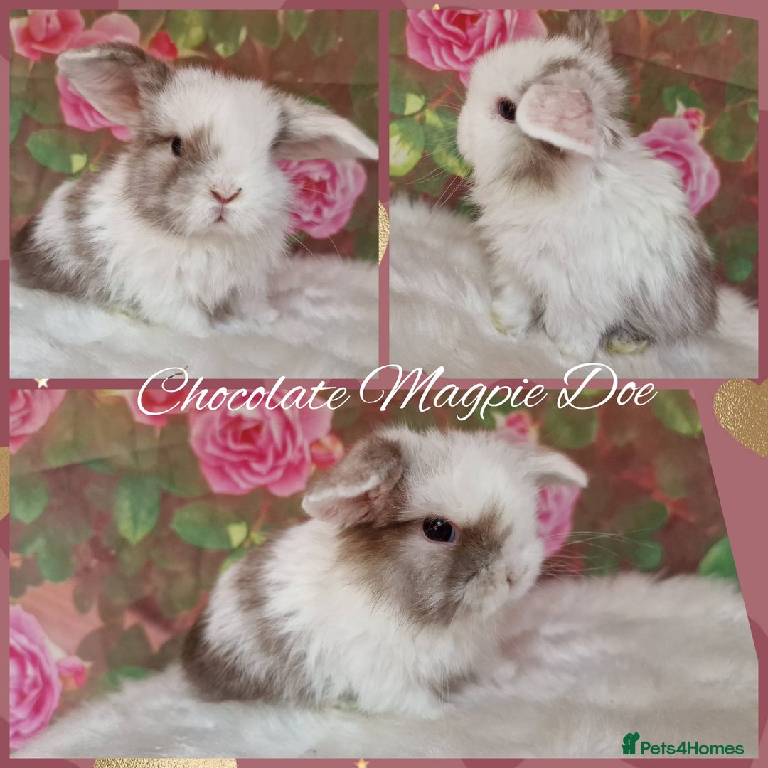 Mini Lop rabbits for sale: Pure Mini lops ready now - Image 4
