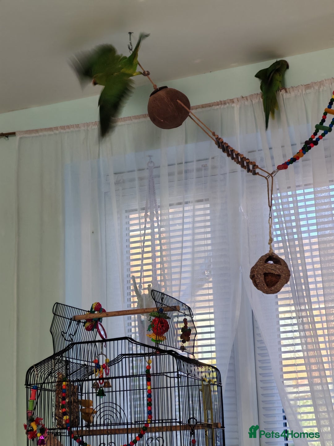 Ringnecks birds for sale: Ringneck mixed  - Advert 3