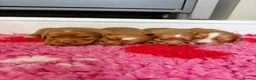 Cocker Spaniel dogs for sale: KC REGISTERED COCKER SPANIEL PUPPIES  - Advert 9
