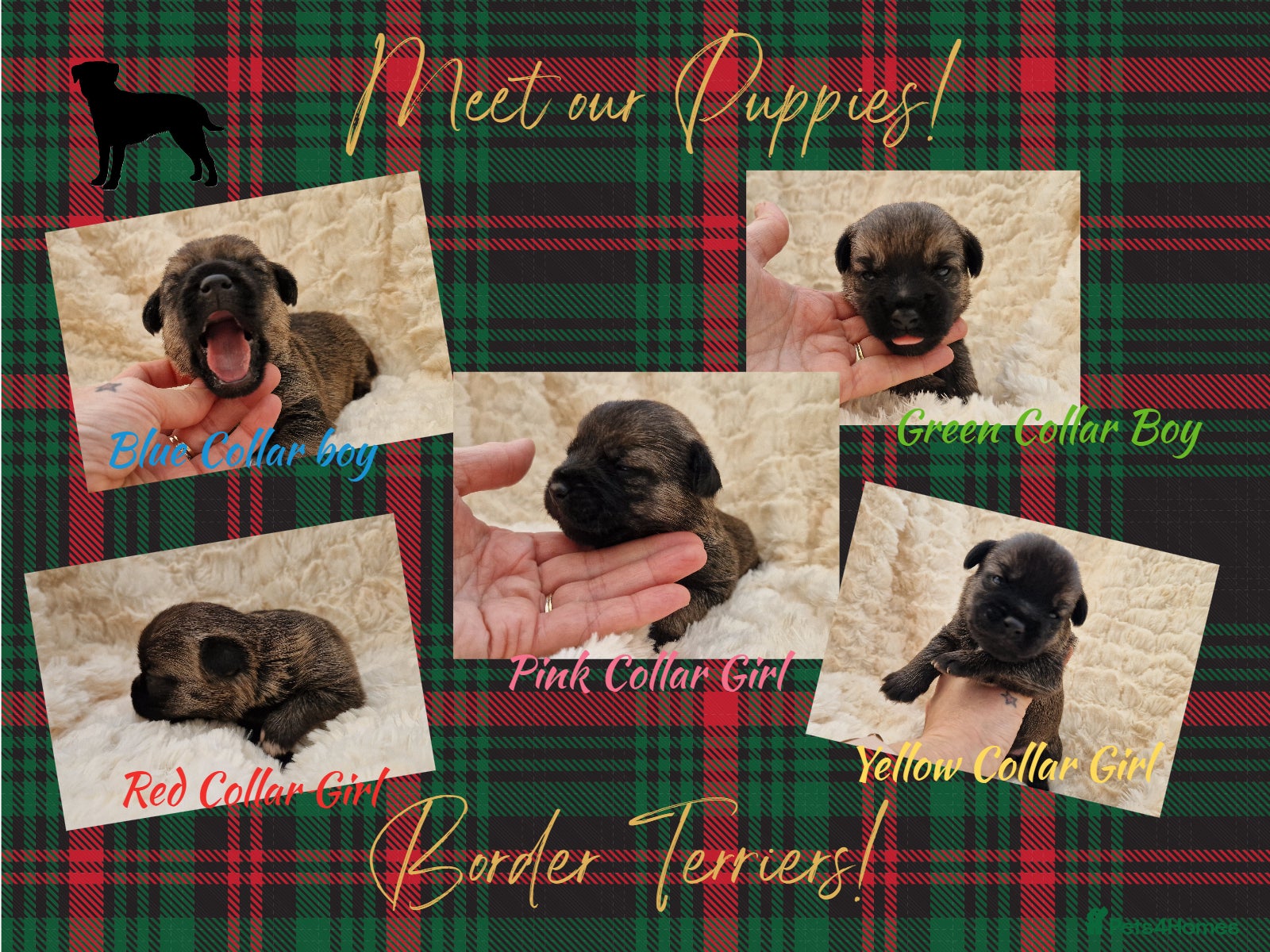 Border Terrier dogs KC SLEM clear Border Terrier puppies available - Advert 4