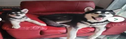 Alaskan Malamute dogs for sale: Purebred Alaskan Malamute litter due - Advert 6