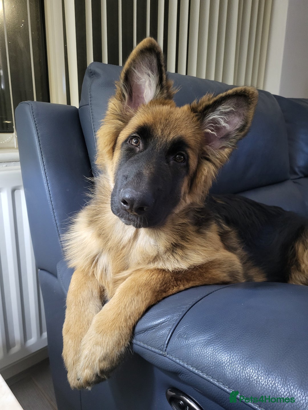 German Shepherd dogs for sale: 7 month german shepherd male available - Advert 3