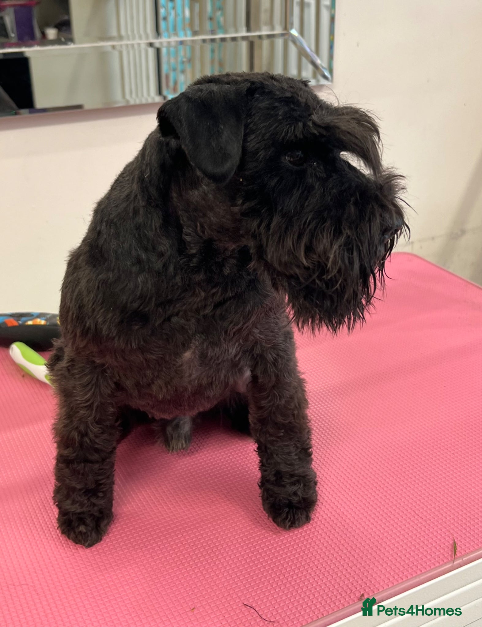 Miniature Schnauzer dogs for sale: KC reg miniature schnauzer adult boy  - Advert 3