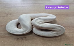 Python Snake reptiles for sale: Selling our six Royal pythons  - Image 3