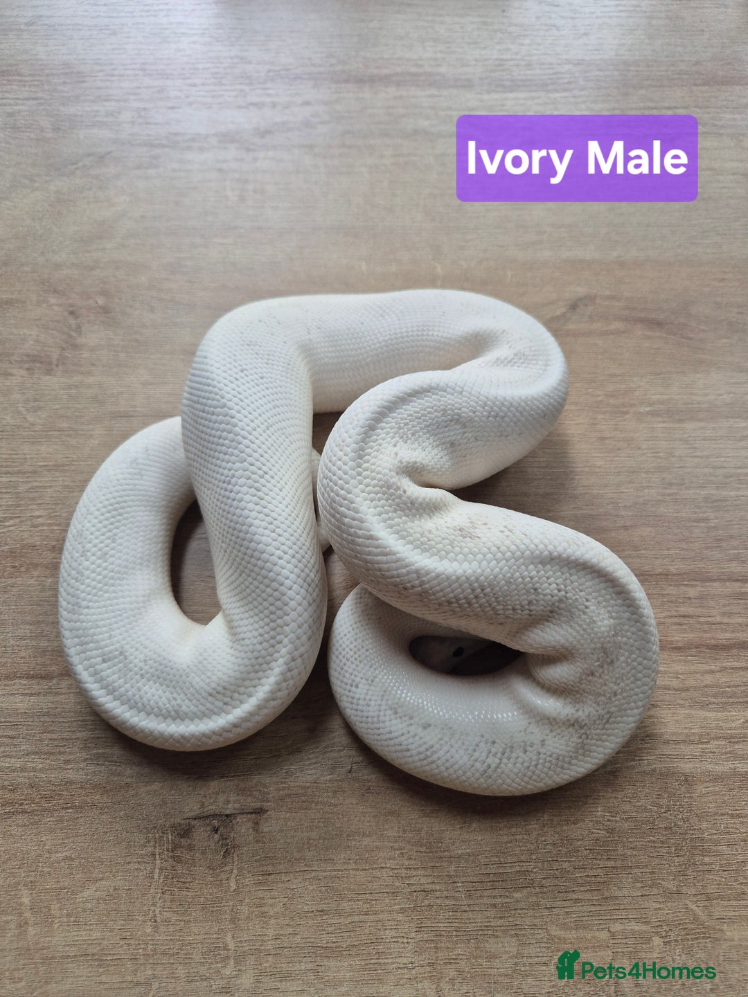 Python Snake reptiles for sale: Selling our six Royal pythons  - Image 3