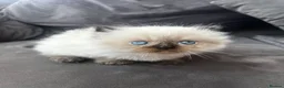 Persian cats for sale: Persian kittens in South Croydon - Advert 2