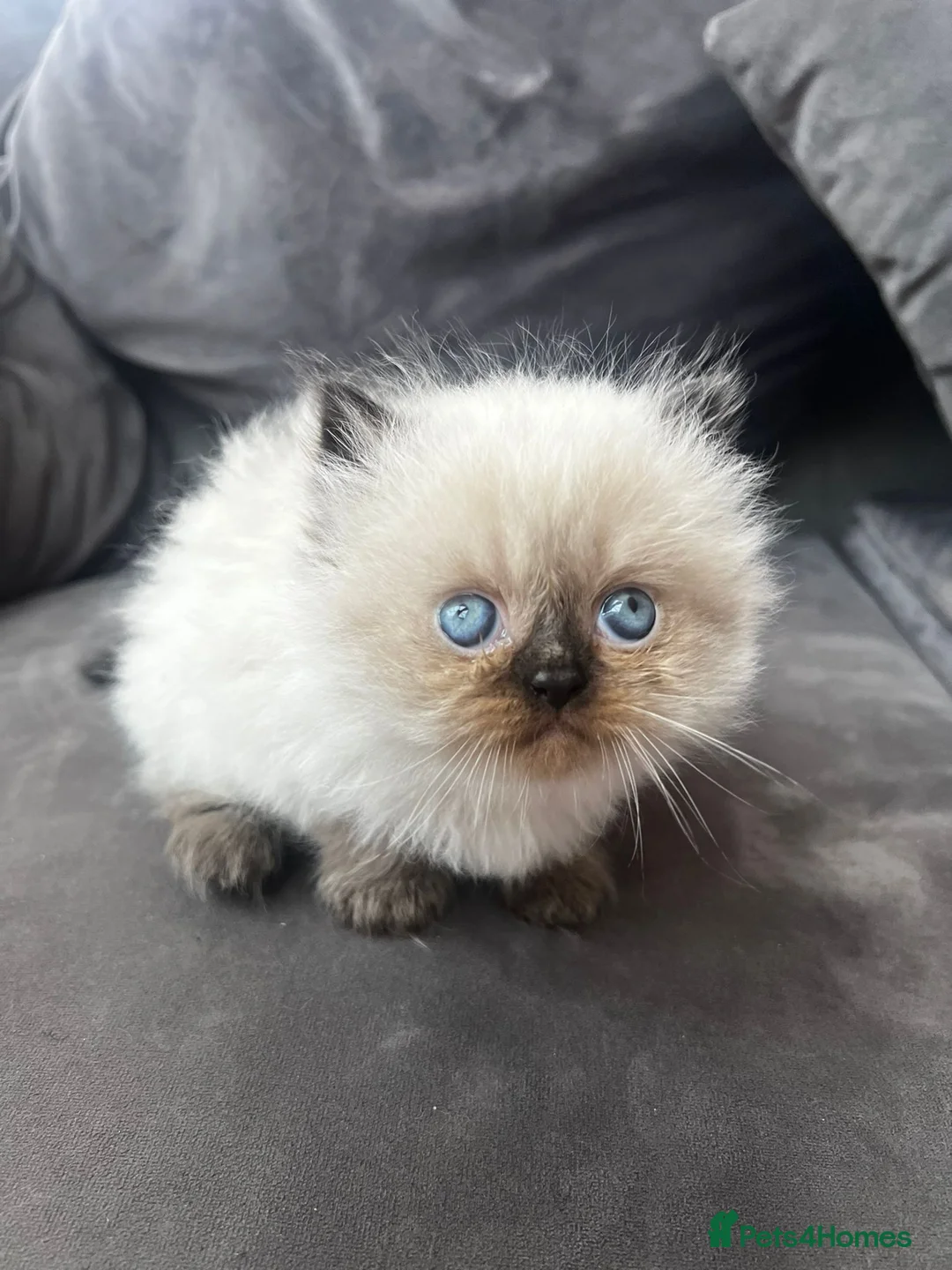 Persian cats for sale: Persian kittens in South Croydon - Advert 2