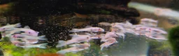 Plecos fish for sale: Snow White Bristlenose Short Fin Plecos - Advert 2