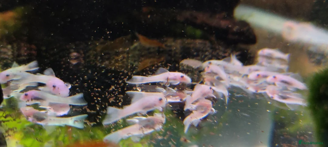 Plecos fish for sale: Snow White Bristlenose Short Fin Plecos - Advert 2