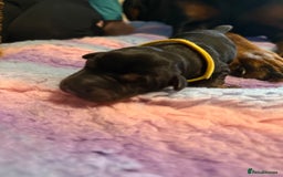 Dobermann dogs for sale: *Stunning Top/Best Bloodline Dobermanns For Sale* - Image 7